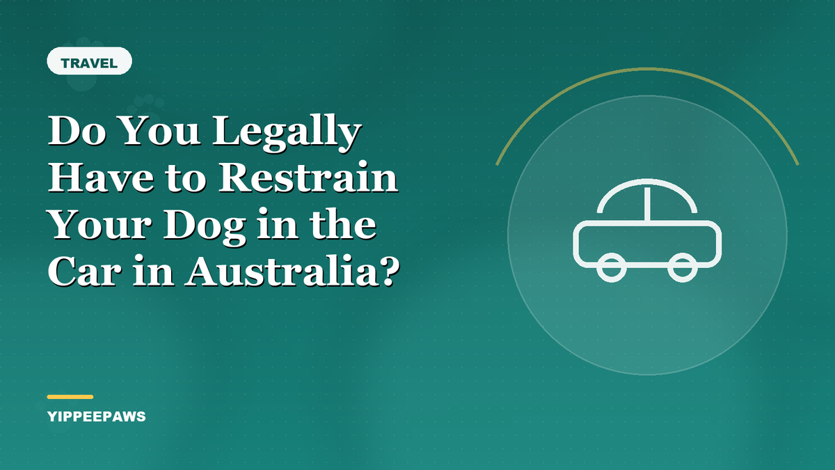 Do You Legally Have to Restrain Your Dog in the Car in Australia?