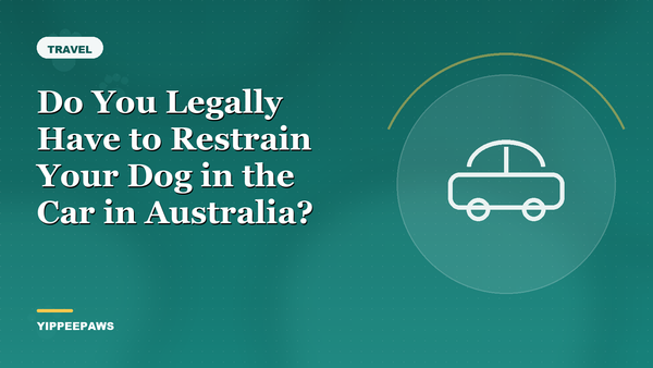 Do You Legally Have to Restrain Your Dog in the Car in Australia?