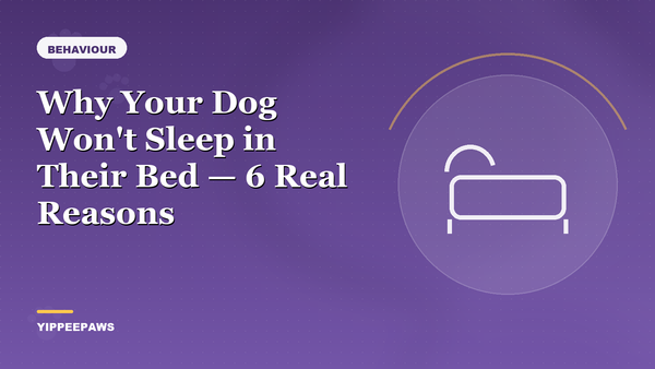 Why Your Dog Won't Sleep in Their Bed — 6 Real Reasons