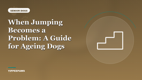 When Jumping Becomes a Problem: A Guide for Ageing Dogs