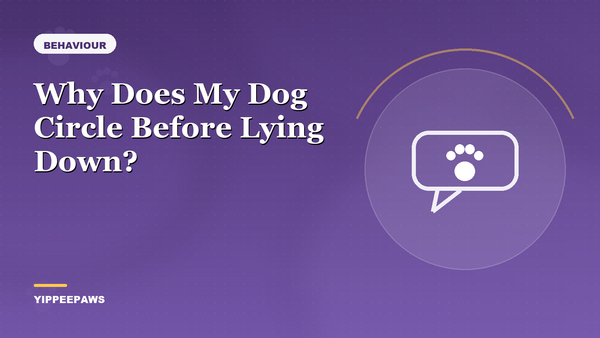 Why Does My Dog Circle Before Lying Down?