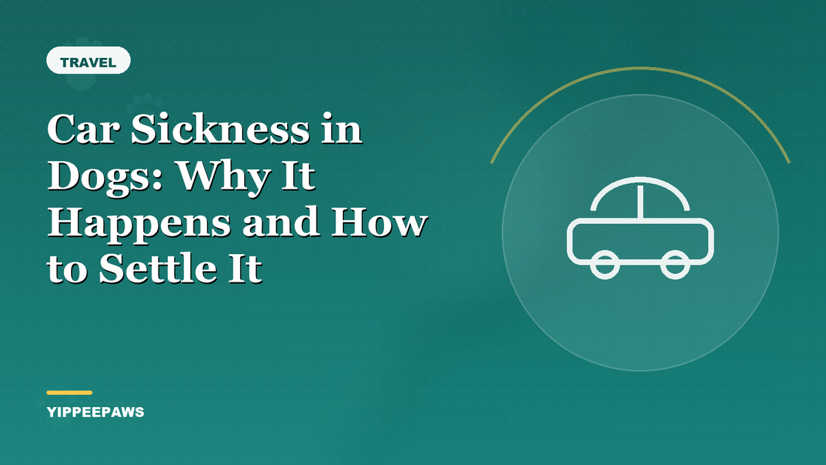 Car Sickness in Dogs: Why It Happens and How to Settle It