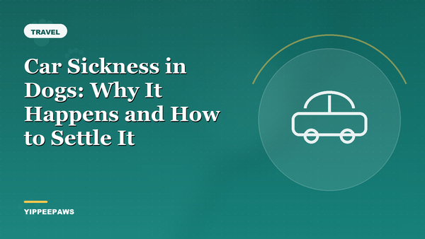 Car Sickness in Dogs: Why It Happens and How to Settle It