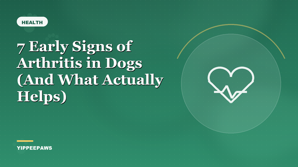 7 Early Signs of Arthritis in Dogs (And What Actually Helps)