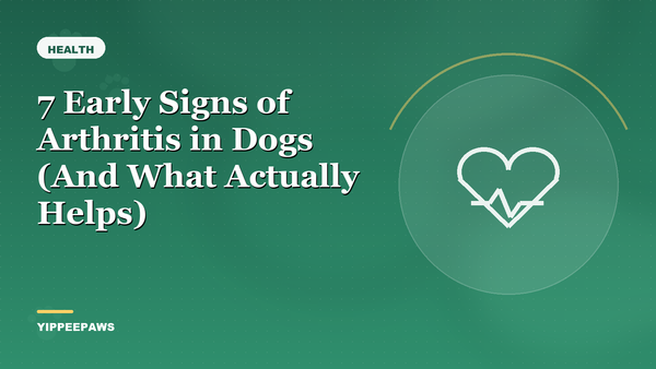 7 Early Signs of Arthritis in Dogs (And What Actually Helps)