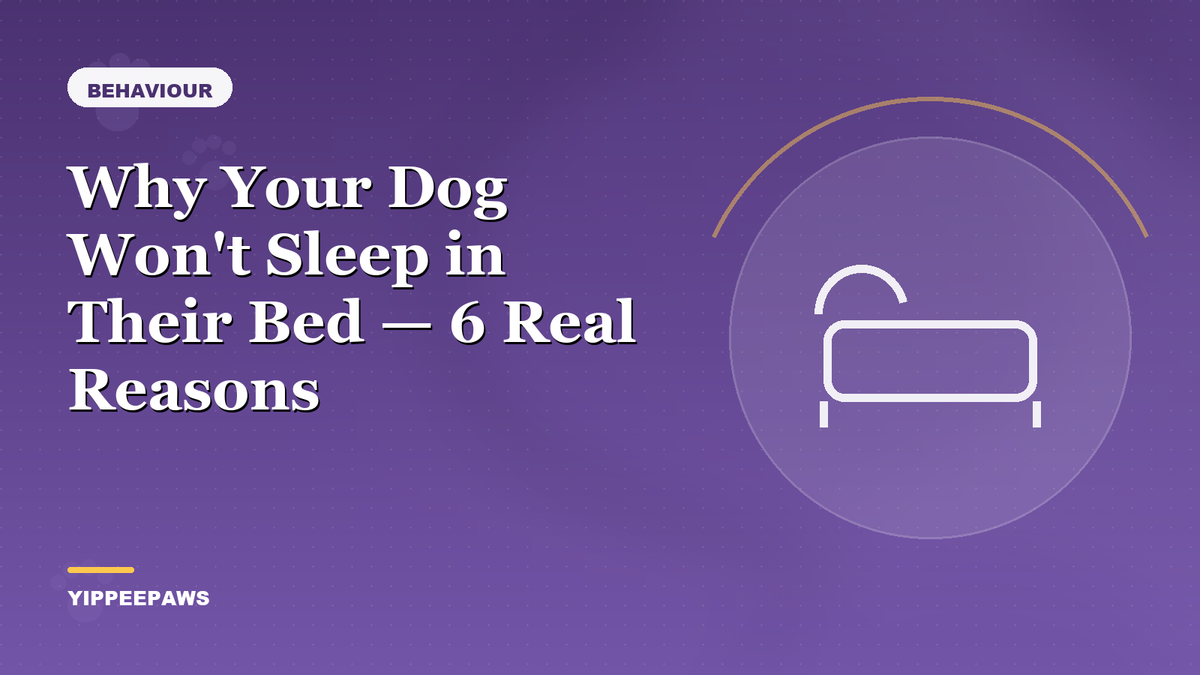 Why Your Dog Won't Sleep in Their Bed — 6 Real Reasons