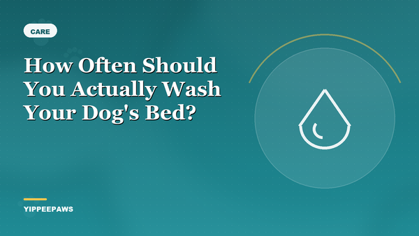 How Often Should You Actually Wash Your Dog's Bed?