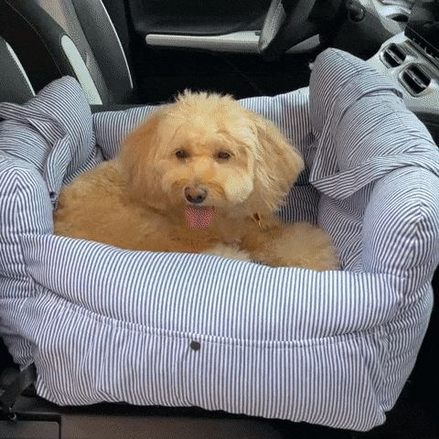 YippeePaws Co-driving Seat for Pets